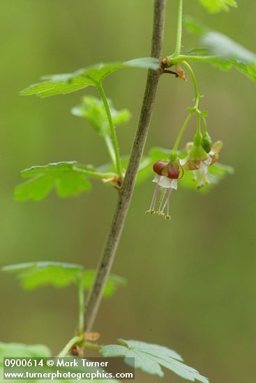 Coast Black Gooseberry blossoms & foliage