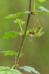 Coast Black Gooseberry blossoms & foliage