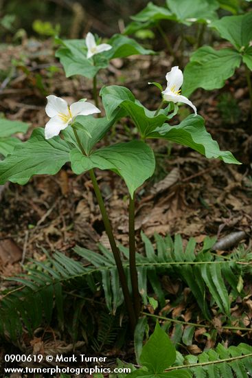 Western Trilliums