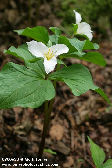Western Trilliums