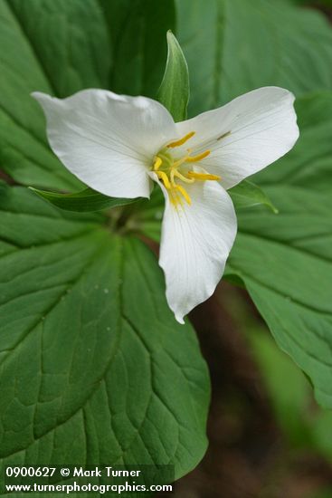 Western Trillium blossom