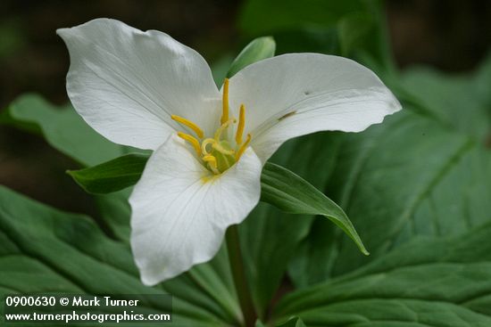 Western Trillium blossom