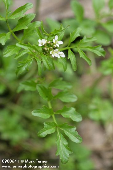 Little Western Bittercress