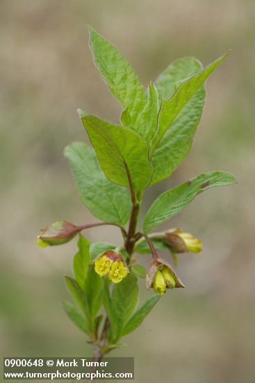 Black Twinberry blossoms & foliage