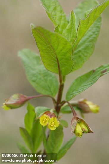 Black Twinberry blossoms & foliage