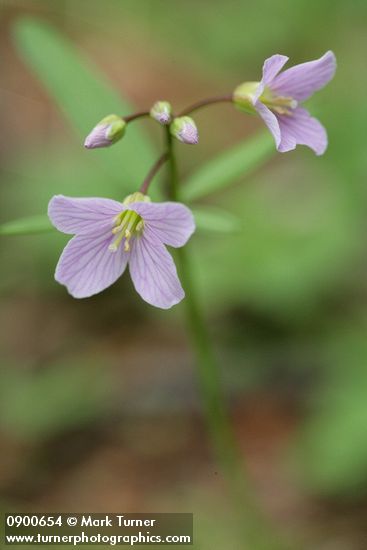 Nuttall's Toothwort blossoms