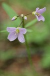 Nuttall's Toothwort blossoms