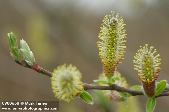 Sitka Willow female catkins & emerging foliage