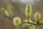Sitka Willow female catkins & emerging foliage