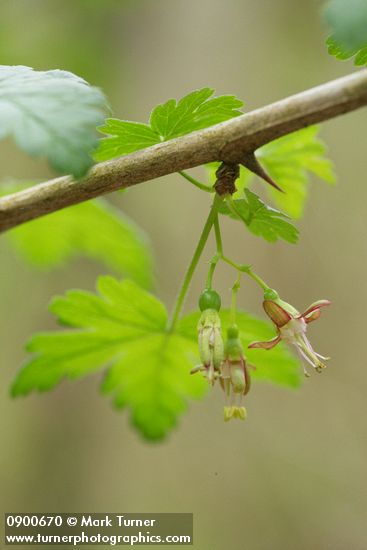 Coast Black Gooseberry blossoms & stem
