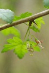 Coast Black Gooseberry blossoms & stem