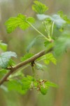 Coast Black Gooseberry blossoms & foliage