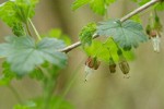 Coast Black Gooseberry blossoms & foliage
