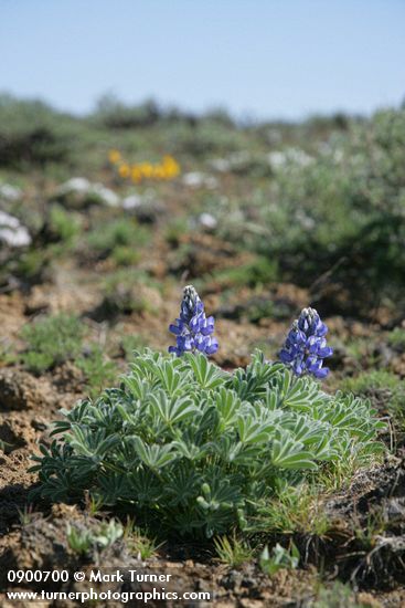 Prairie Lupine