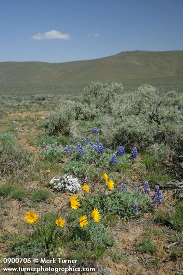 Hooker's Balsamroot, Prairie Lupine, Hood's Phlox among Big Sagebrush