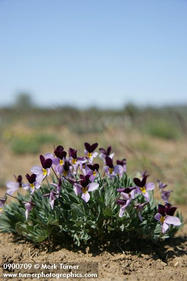 Sagebrush Violets