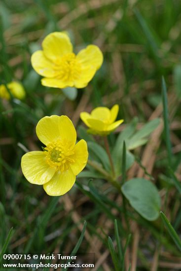 Sagebrush Buttercups