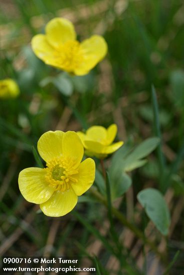 Sagebrush Buttercups