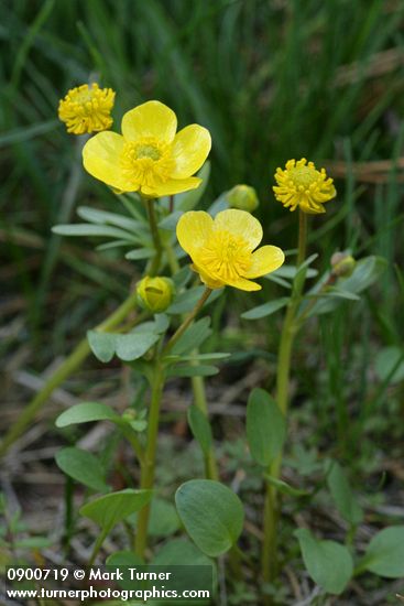 Sagebrush Buttercups
