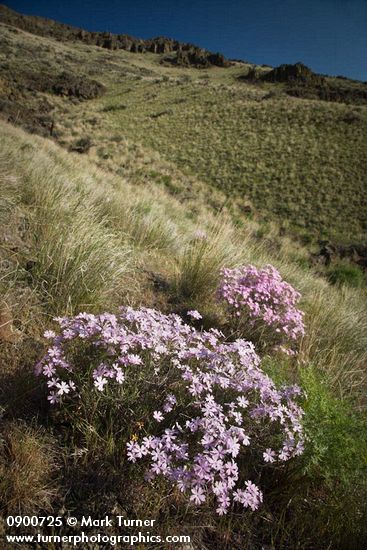 Showy Phlox among Bluebunch Wheatgrass on Yakima Canyon hillside