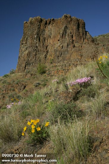 Hooker's Balsamroot, Showy Phlox among Bluebunch Wheatgrass on Yakima Canyon hillside