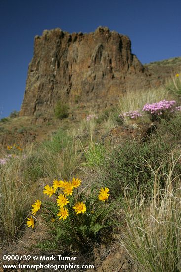 Hooker's Balsamroot, Showy Phlox among Bluebunch Wheatgrass on Yakima Canyon hillside