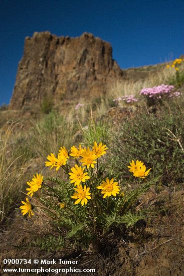 Hooker's Balsamroot, Showy Phlox among Bluebunch Wheatgrass on Yakima Canyon hillside