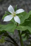 Western White Trillium (4-petal form)
