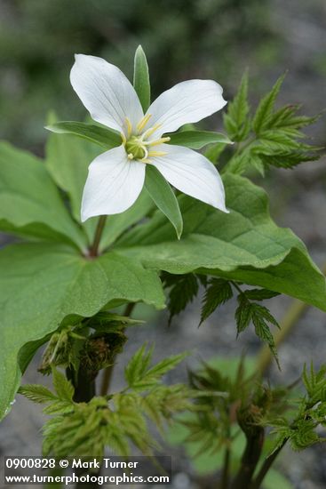 Western White Trillium (4-petal form)