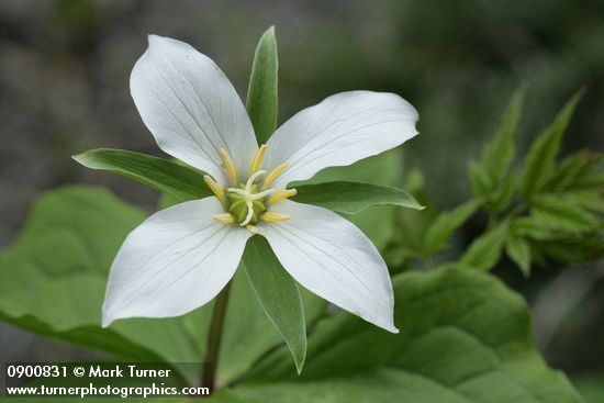 Western White Trillium (4-petal form)