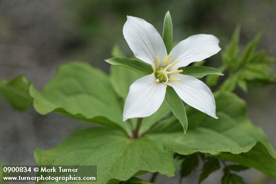Western White Trillium (4-petal form)