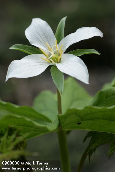 Western White Trillium (4-petal form)