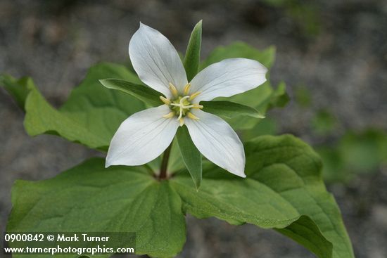 Western White Trillium (4-petal form)