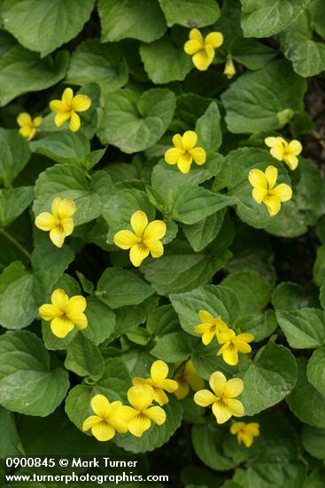 Smooth Yellow Violets