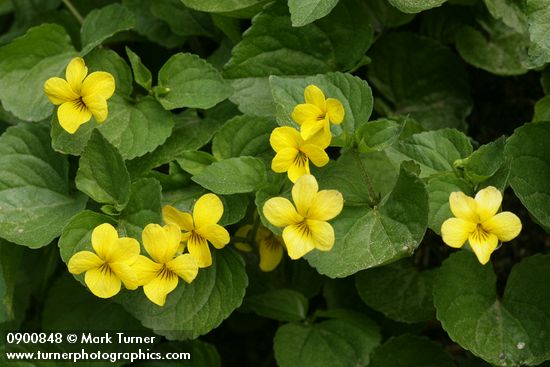 Smooth Yellow Violets
