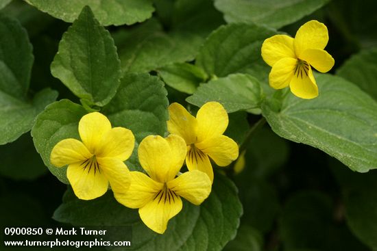 Smooth Yellow Violets