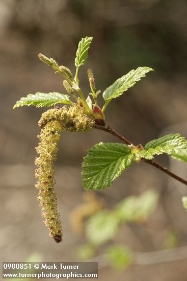 Sitka alder female & male infloresences w/ emerging foliage