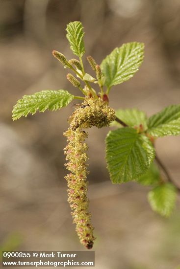Sitka alder female & male infloresences w/ emerging foliage