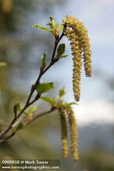 Sitka alder male infloresence w/ emerging foliage