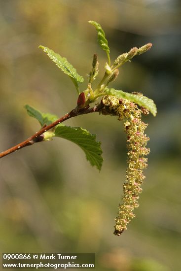 Sitka alder female & male infloresences w/ emerging foliage