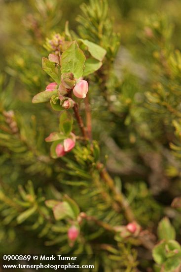 Cascades Blueberry blossoms & foliage among soft-focus heather