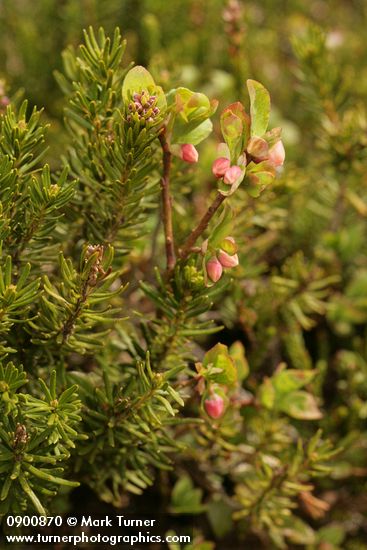 Cascades Blueberry blossoms & foliage among heather