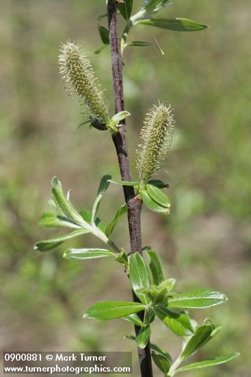Variable (Undergreen) Willow male catkins & foliage