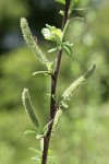Variable (Undergreen) Willow female catkins