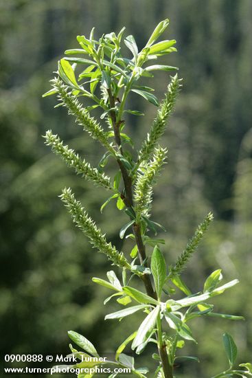 Variable (Undergreen) Willow female catkins & foliage