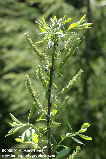 Variable (Undergreen) Willow female catkins & foliage