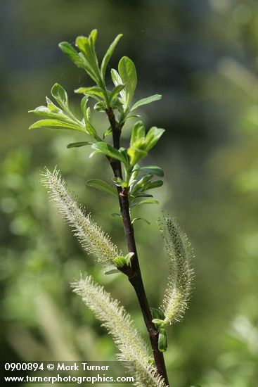 Variable (Undergreen) Willow male catkins & foliage