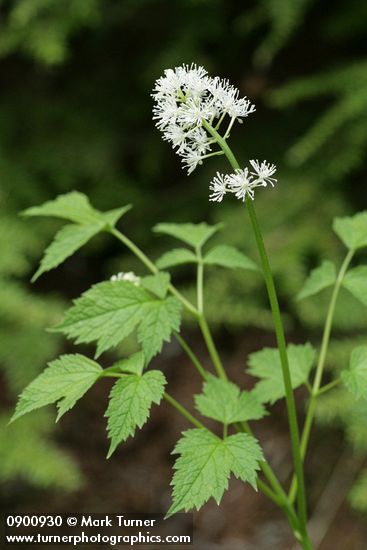 Red Baneberry blossoms & foliage