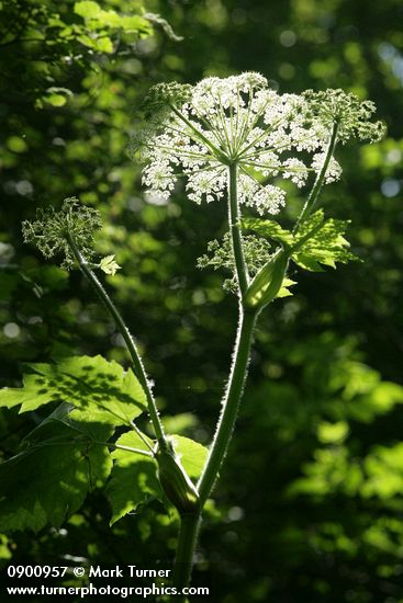Giant Hogweed blossoms, backlit