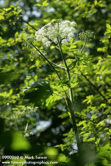 Giant Hogweed